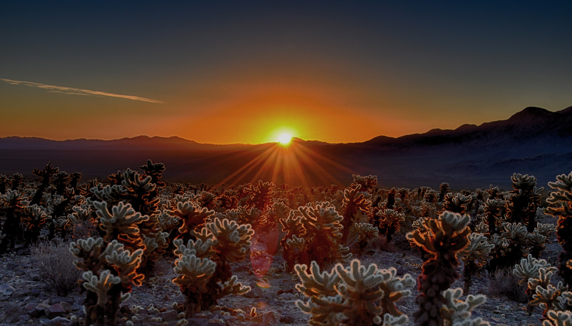 Galerie de photos de Palm Springs et du parc national Joshua Tree