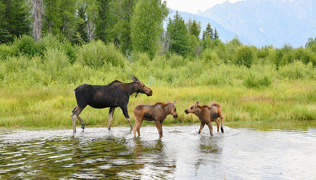 Galerie de photos du parc national de Grand Teton