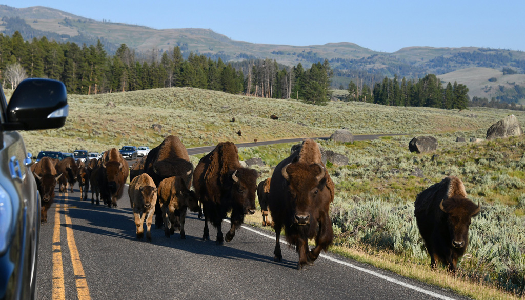 Galerie de photos de la faune et des canyons de la vallée de Lamar à Yellowstone